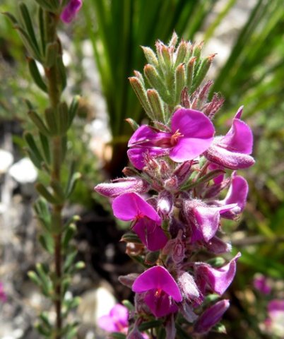 Indigofera flabellata stems and flowers