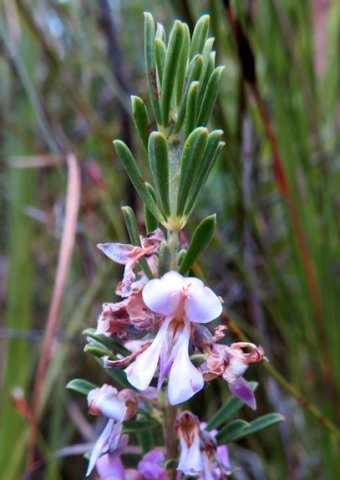 Indigofera flabellata old flower 
