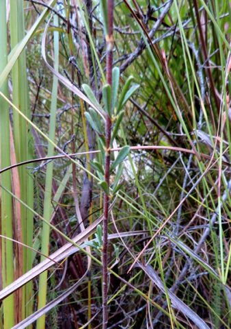 Indigofera flabellata bare stem