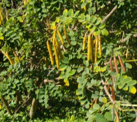 Indigofera jucunda fruiting