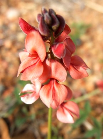 Indigofera heterophylla raceme