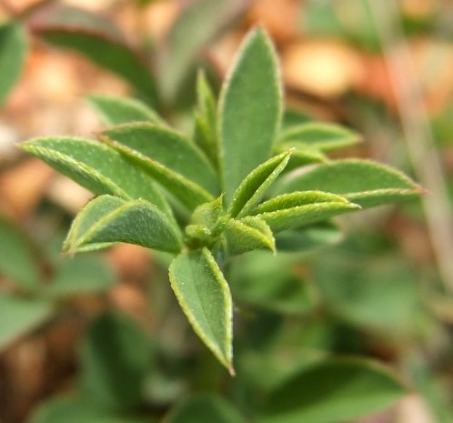 Indigofera heterophylla leaves