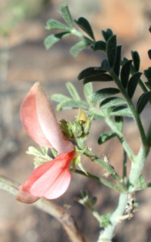 Indigofera heterotricha 