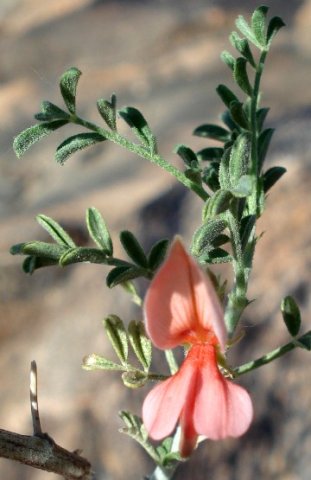 Indigofera heterotricha