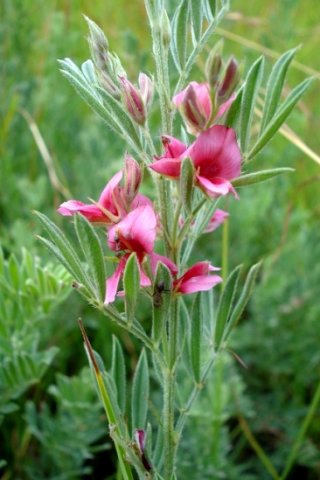 Indigofera hilaris leaflets pointing up