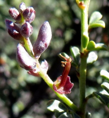 Indigofera nigromontana before and after the flower