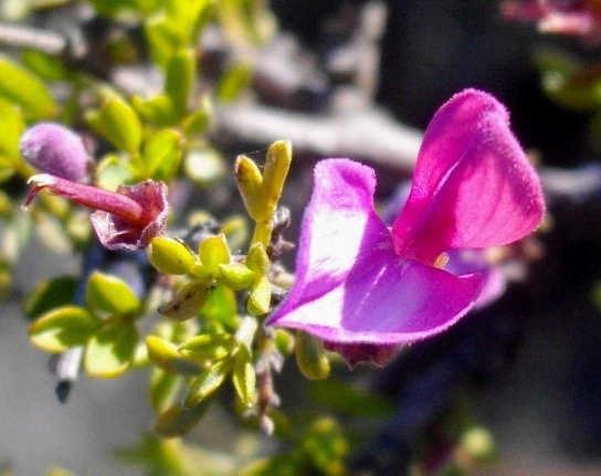 Indigofera nigromontana leaves and flower