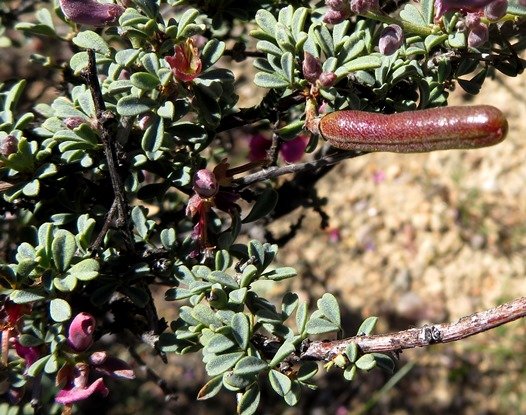 Indigofera nigromontana shiny pod