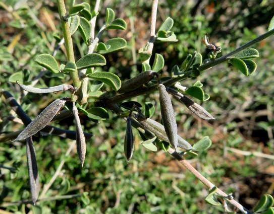 Indigofera