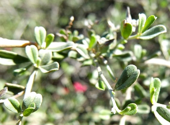 Indigofera obcordata leaves