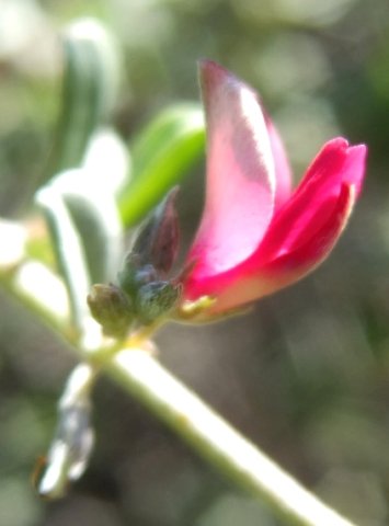Indigofera obcordata bud opening