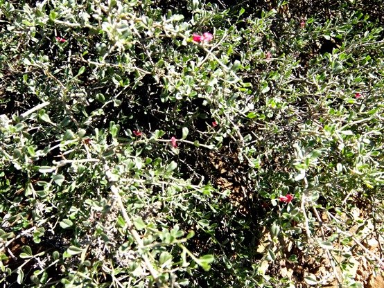 Indigofera obcordata