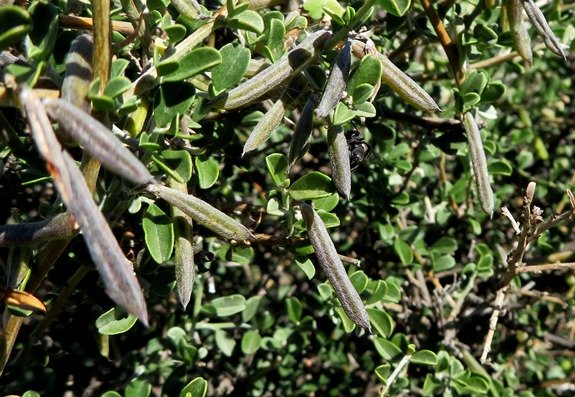 Indigofera obcordata fruit pods