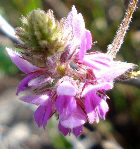 Indigofera superba flowers