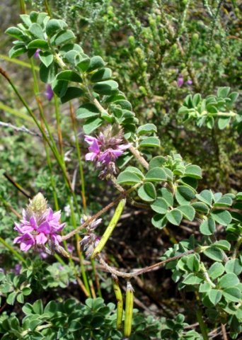 Indigofera superba