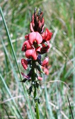 Indigofera tristis
