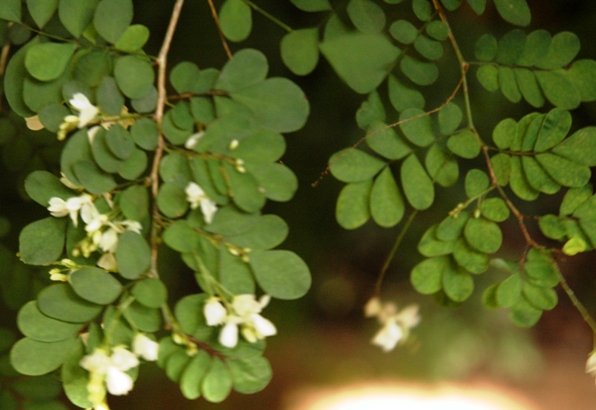 Indigofera micrantha
