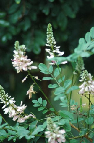 Indigofera jucunda
