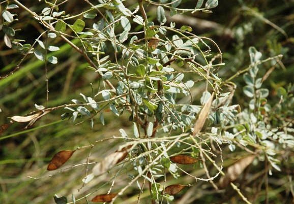 Indigofera species in the Sani Pass