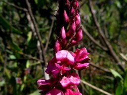 Indigofera amoena raceme