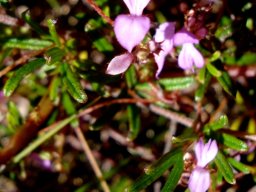 Indigofera angustifolia leaves