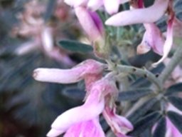 Indigofera brachystachya flowers