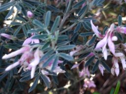 Indigofera brachystachya leaves