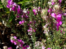 Indigofera flabellata