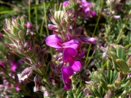 Indigofera flabellata leaves