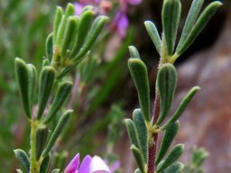 Indigofera flabellata leaves