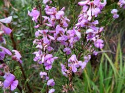 Indigofera flabellata flowering branches