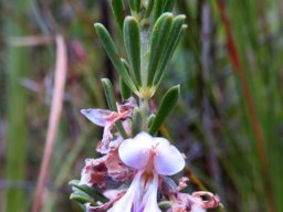 Indigofera flabellata old flower 