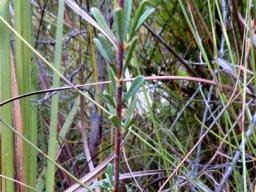 Indigofera flabellata bare stem