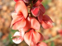 Indigofera heterophylla raceme