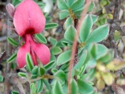 Indigofera heterophylla flower