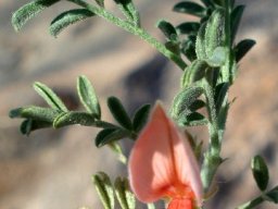 Indigofera heterotricha