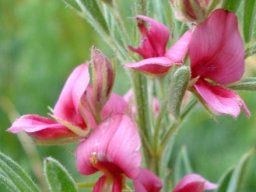 Indigofera hilaris