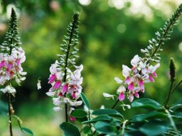 Indigofera jucunda flowers