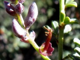 Indigofera nigromontana before and after the flower