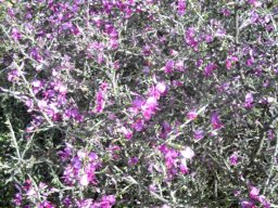 Indigofera nigromontana