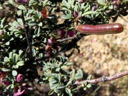 Indigofera nigromontana shiny pod