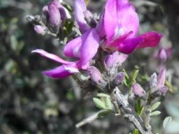 Indigofera nigromontana flowers, this time with white markings