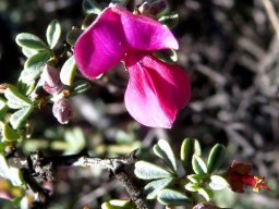 Indigofera nigromontana flower