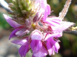 Indigofera superba flowers