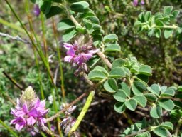 Indigofera superba