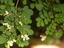 Indigofera micrantha