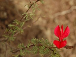 Indigofera hedyantha