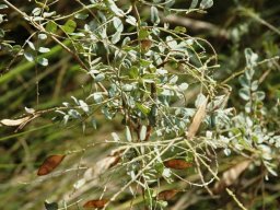 Indigofera species in the Sani Pass