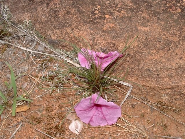 Ipomoea bolusiana