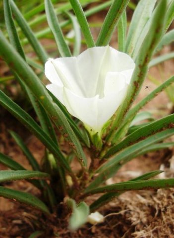Ipomoea simplex